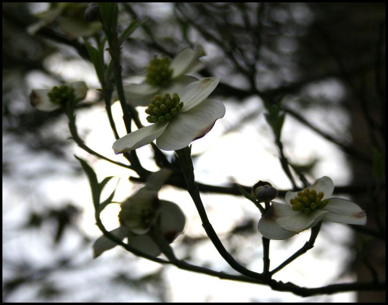 White+flowering+dogwood+leaves