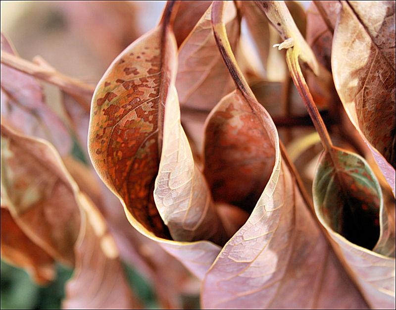 nikki-s-photography-blog-archive-heart-shaped-avocado-leaves